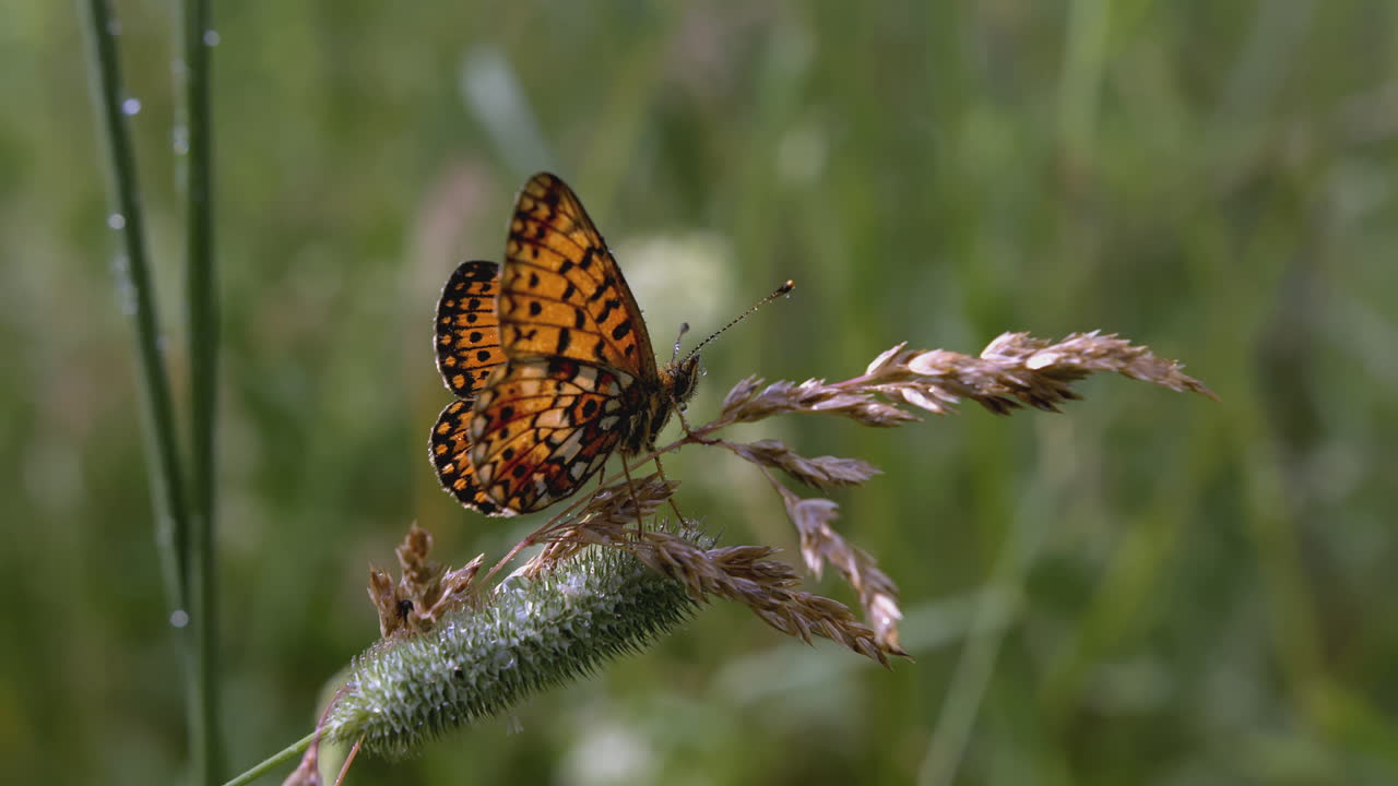 Mariposa sobre hierba