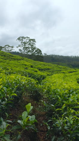 tea plantation landscape