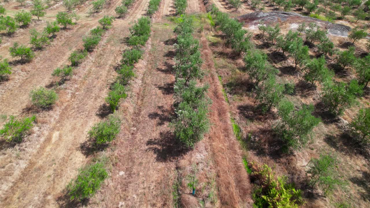 Flying Over olives on the Field