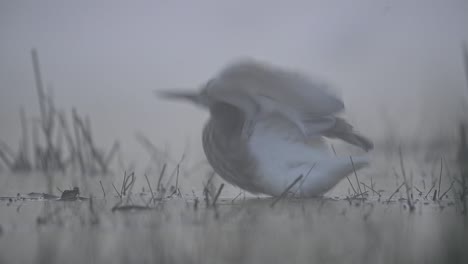 garza de estanque indio en la mañana brumosa