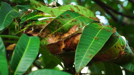 cerca del nido de hormigas rojas detrás de exuberantes hojas de mango