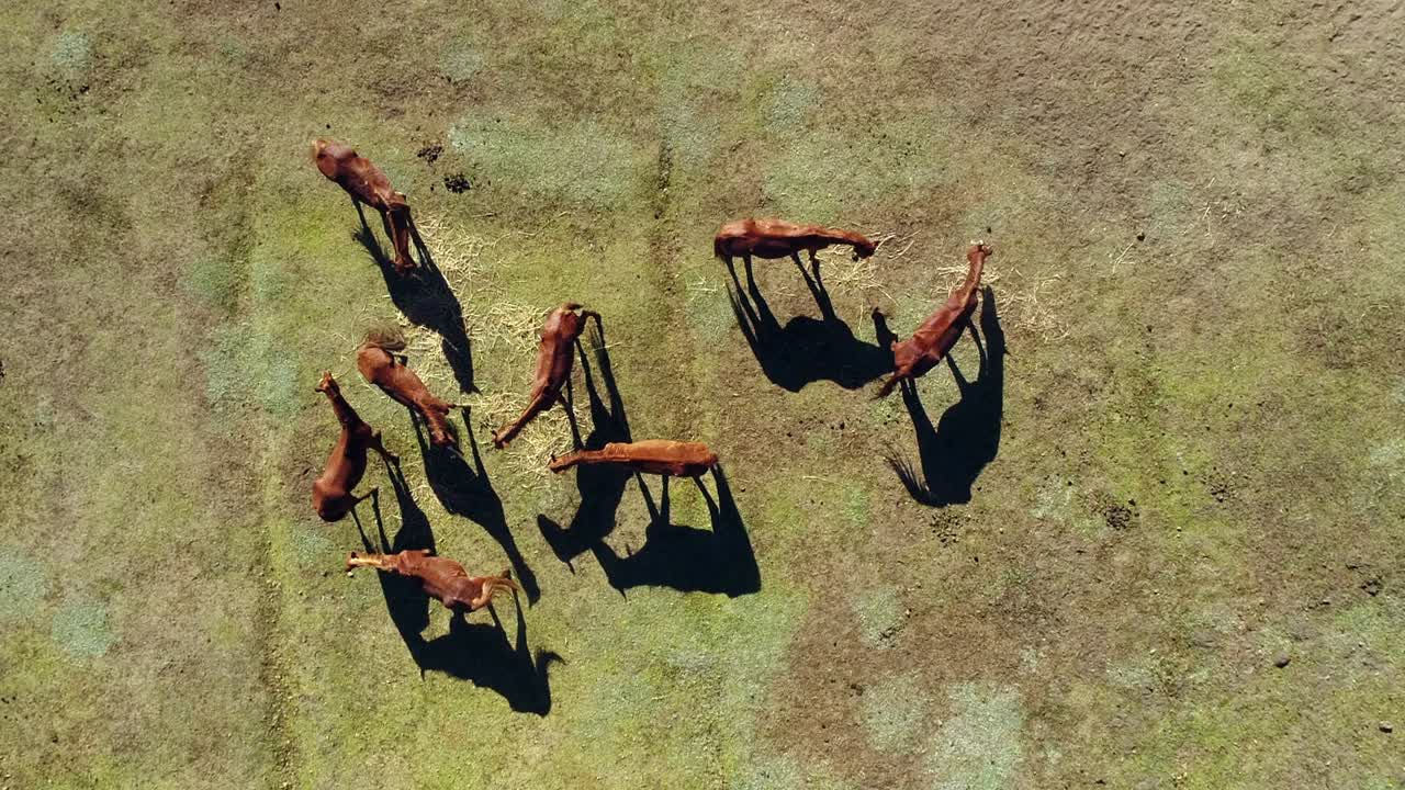 Ripresa aerea che guarda giù su un piccolo branco di cavalli baio in un pascolo verde.