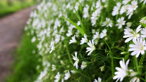 Blühende-Stellaria-Naturschönheit-Entlang-Des-Weges