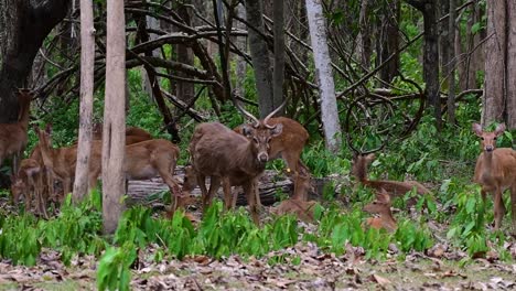 Der-Eldhirsch-Ist-Aufgrund-Von-Lebensraumverlust-Und-Jagd-Eine-Vom-Aussterben-Bedrohte-Art