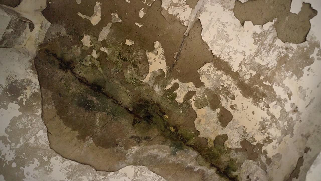 moho en el techo de un hospital abandonado de 1900 en sljeme, croacia