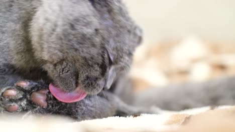 close up of black and gray cat hair on a cats body close up of black and gray cat hair on a cats body