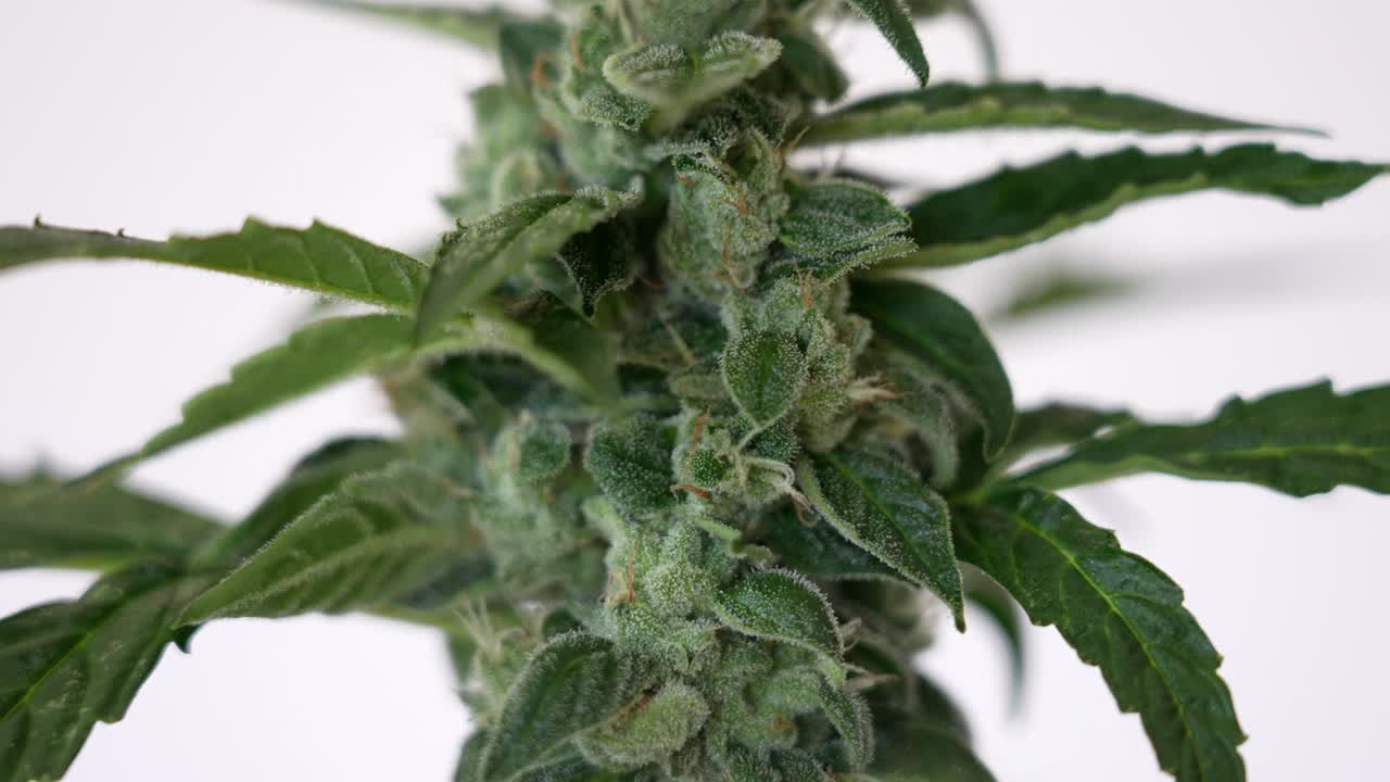 Primo piano cinematografico di una cima di pianta di cannabis.