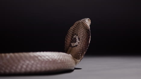 monocled cobra markings on back while hooded nature documentary