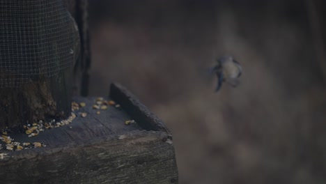 a black-capped chickadee flew away from the wooden feeder near parc omega, quebec, canada - static shot