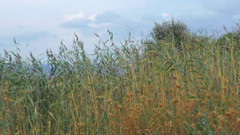 Szene-Mit-Wehenden-Schilfrohren