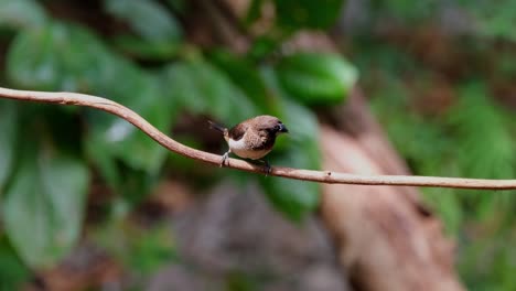 Heller-Tag-Im-Wald,-Während-Dieser-Vogel-Sich-Umschaut-Und-Auf-Dieser-Rebe-Sitzt,-Während-Die-Kamera-Herauszoomt,-Schuppige-Munia-Oder-Gefleckte-Munia-Lonchura-Punctulata,-Thailand