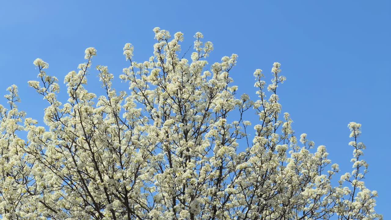Primo piano di alta qualità di bellissimi fiori bianchi che sbocciano su un ramo d'albero durante una soleggiata giornata primaverile.