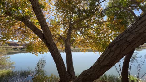 trees in autumn along side the river