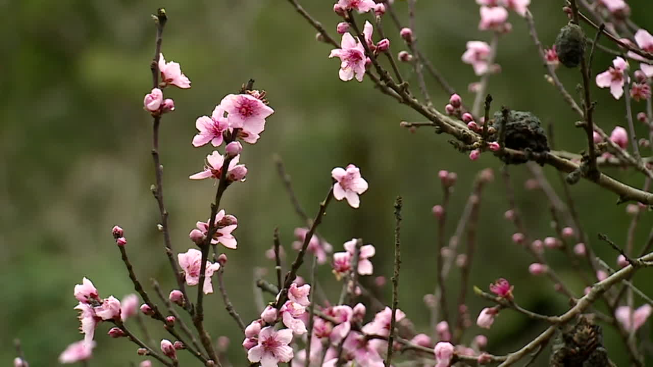 가지에 분홍색 꽃이 피고