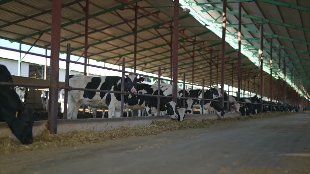 A row of dairy cows lined up in a modern barn, calmly feeding on hay. 1