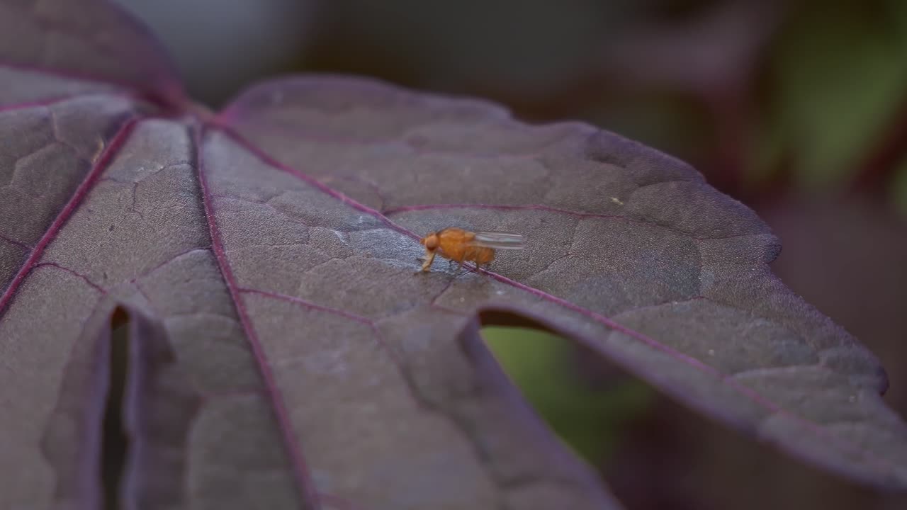 A Fruit Fly Perched On A Leaf - Close Up