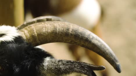 extreme closeup of small goat horns dak brown black and white fur yellow eyes expecting food staying close by the fence slow motion farm scenery