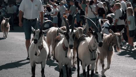 you can see the traditional alpine descent of the farmers with their cattle. here you can see goats running from the alp down to the stable