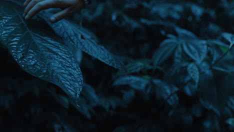 Cerrar-La-Mano-De-Una-Mujer-Tocando-Plantas-En-La-Selva-Tropical-Por-La-Noche-Sintiendo-Hojas-Mojadas-Explorando-La-Exuberante-Selva-Tropical-En-La-Oscuridad-Disfrutando-De-Una-Noche-Tranquila-En-La-Naturaleza