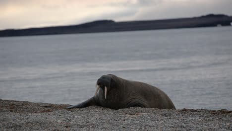 one walrus wobbling his way from the water to the beach