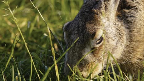 Closeup-on-head-of-wild-Eurasian-hare-grazing-in-lush-meadow