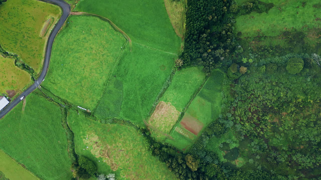 vista superior prado nebuloso día de verano. bosque aéreo colinas valle de hierba naturaleza