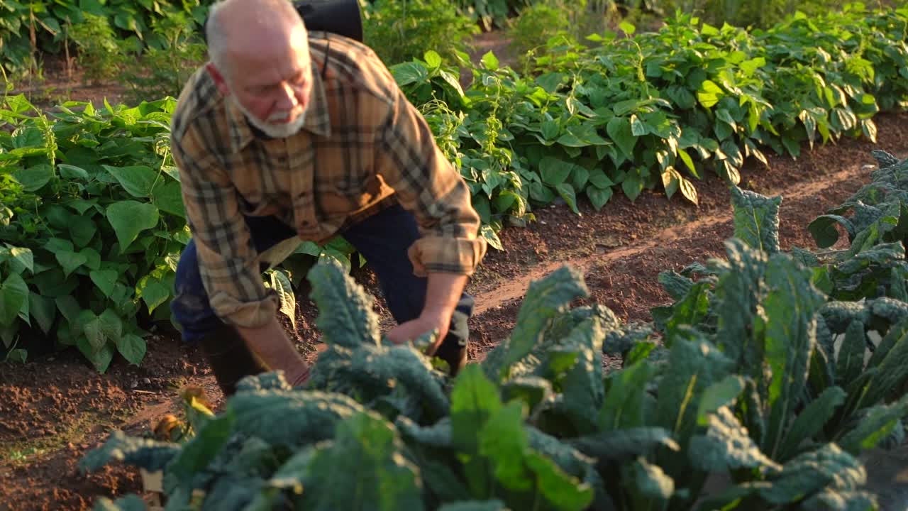 cámara lenta de un granjero colocando una caja de verduras recién cosechadas y cortando col rizada durante la puesta de sol
