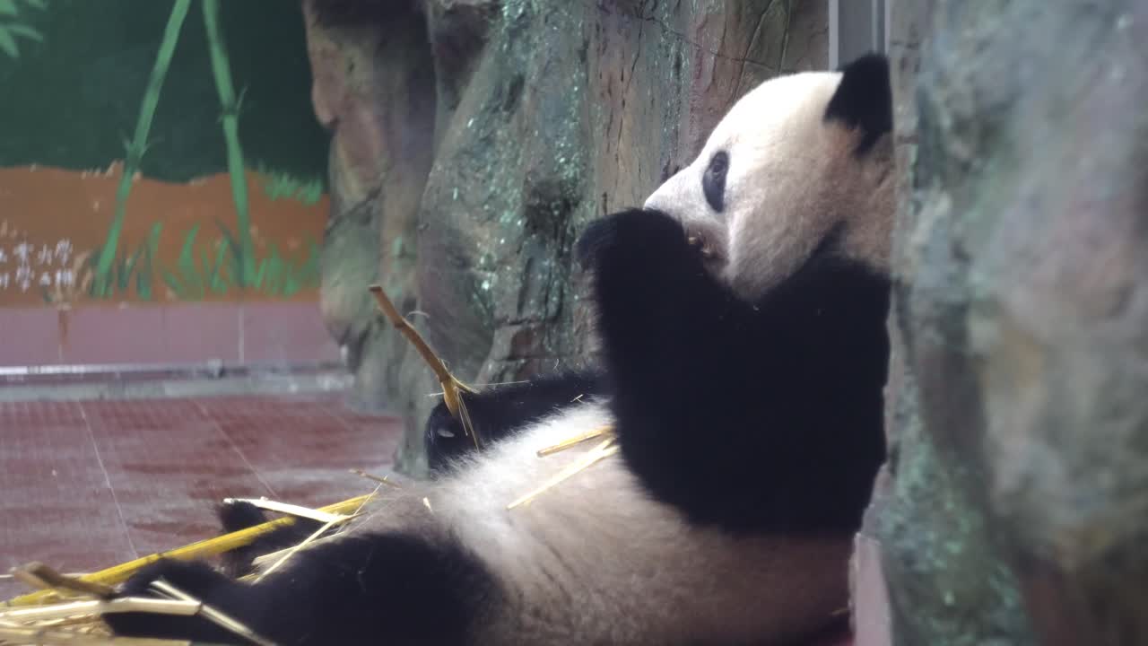 panda comiendo bambú