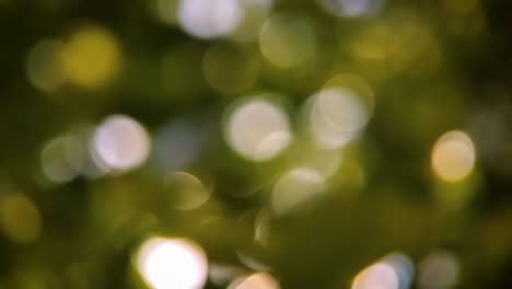 bokeh giratorio de la luz entre las hojas de los árboles