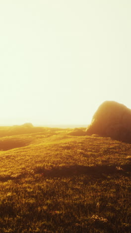 golden hour meadow landscape