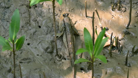 lying still on a muddy estuarine coastline, surrounded by mangrove seedlings, a mudskipper camouflaged itself in a natural habitat in samut prakan, in thailand