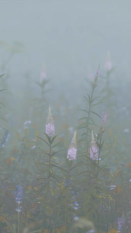 pink flowers in a misty field