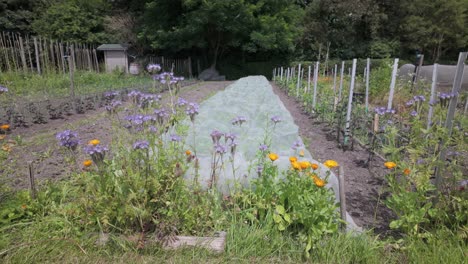 Blühende-Blumen-Mit-Leuchtenden-Lila--Und-Orangetönen-In-Einem-Städtischen-Gemeinschaftsgarten-In-Leiden,-Südholland,-Niederlande-–-Mittlere-Aufnahme