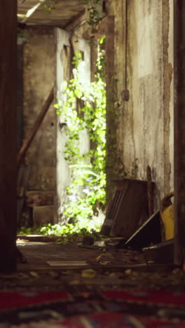 abandoned building hallway with overgrown ivy