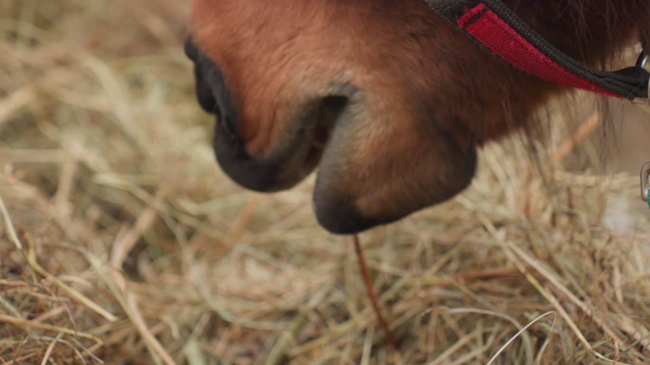 equine detailed portrait, close view of horse munching hay, photograph highlighting horse feeding in rural environment, zoomedin image capturing horse chewing straw with stable in background