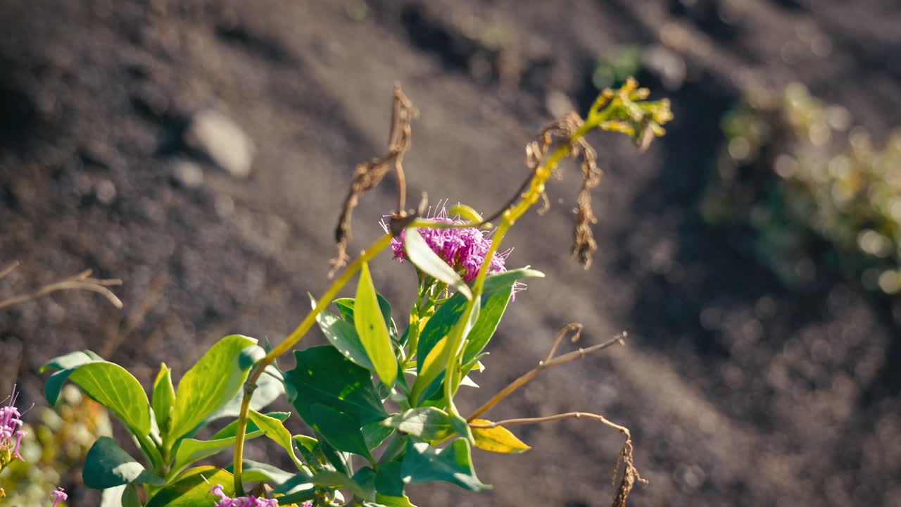 flor en las laderas del monte vesubio, italia