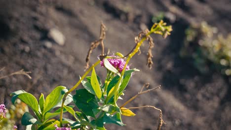 flower on mount vesuvius slopes, italy