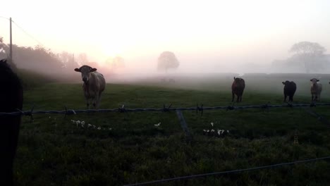 glowing foggy morning sunrise cow herd silhouette cattle grazing in farming countryside rural scene