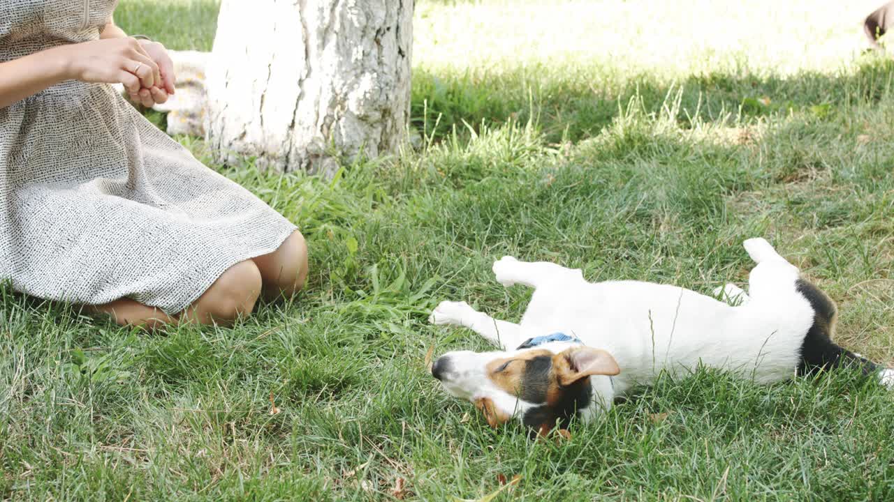 여자 는 풀 에 개 와 함께 놀고 있다