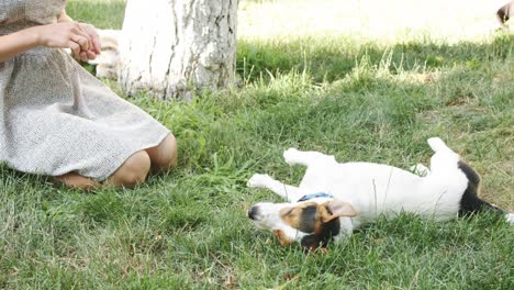 woman playing with dog on grass