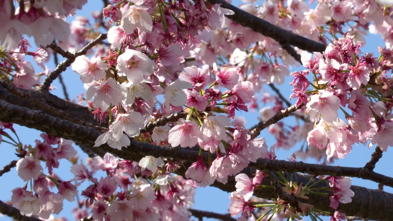 Primo piano di fiori di sakura rosa che ondeggiano delicatamente sui rami sotto la luce solare intensa a Tokyo, Giappone.