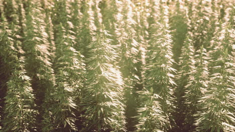 legal hemp field used for textiles in france