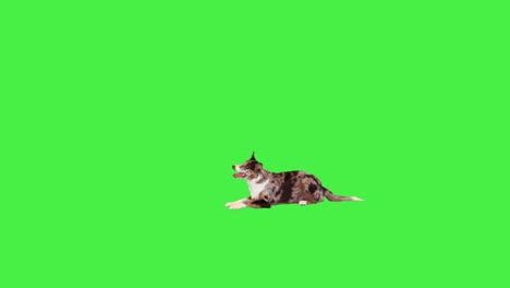 border collie lays down and then stands up on a green screen, chroma key