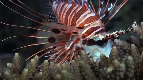 cerca de un pez león spotfin en un arrecife de coral en la noche