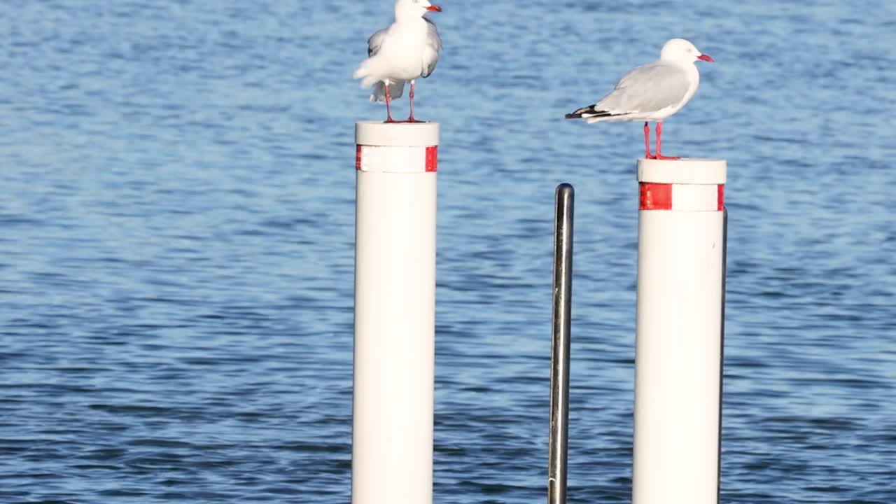 Two seagulls perched on white dock posts against a calm blue water background.