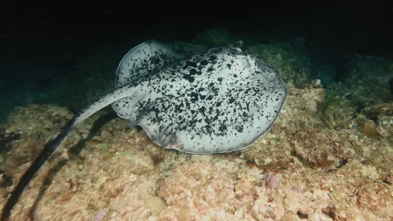 Underwater night dive footage of a spotted stingray gliding over the coral seabed in Mauritius. Dramatic low-light marine scene highlighting nocturnal ocean life and tropical reef ecosystem