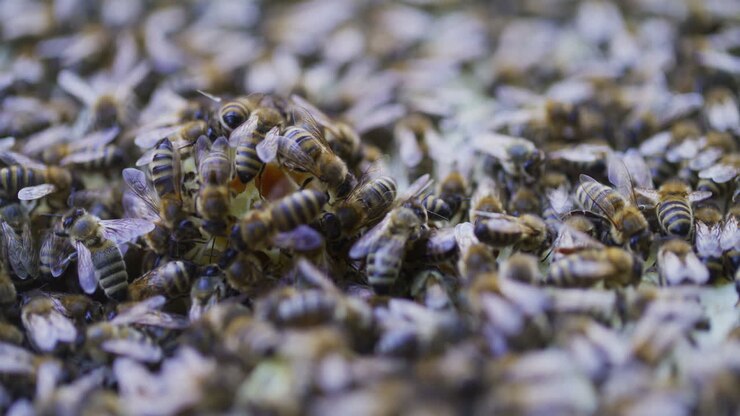 Bees During Organized Work in Hive