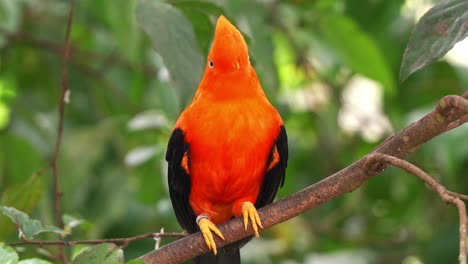 male andean cock-of-the-rock, rupicola peruvianus) with striking plumage, perched on tree branch, shaking its head, preening and grooming the feathers, close up shot