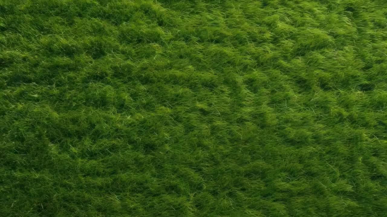 Top-down video view of lush green grass, showcasing a natural, vibrant texture