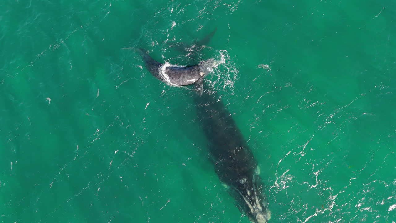 Top down view of whales in the green ocean, sea, swimming and diving, animal wildlife footage, circle drone
